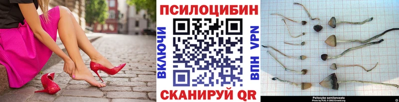 Купить  Нерюнгри  Псилоцибиновые грибы мицелий 